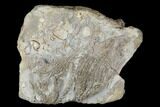 Plate of Crinoid (Pentacrinites) Fossils - North Whitby, England #177063-1